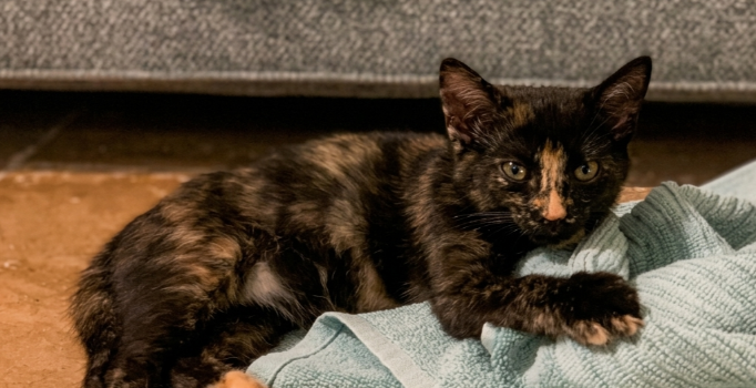 2026 – Moka