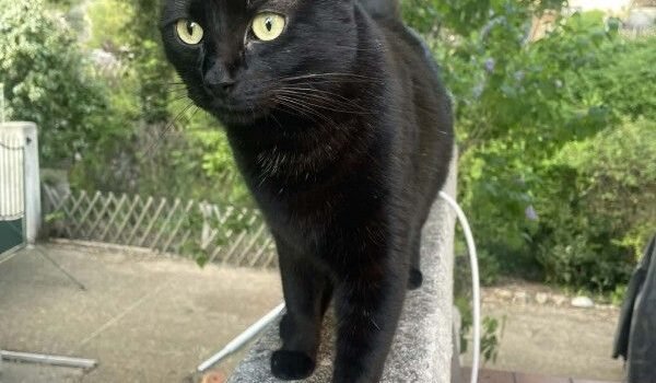 Bella