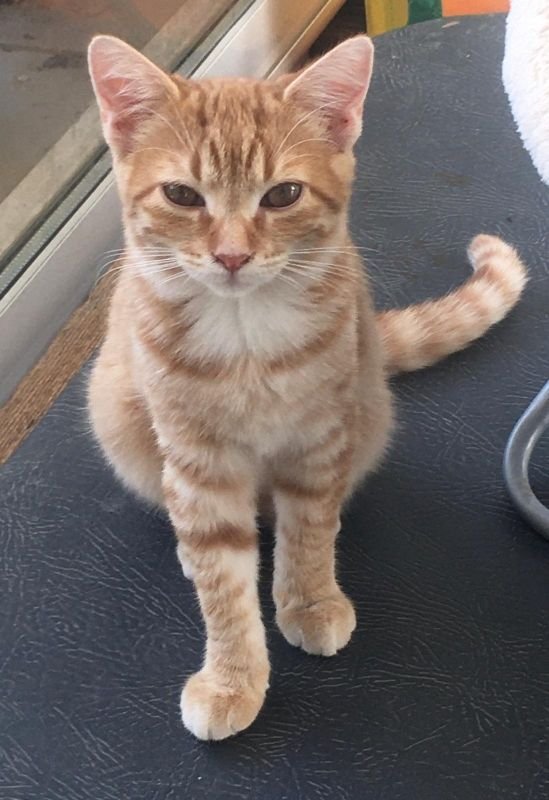 Ginger
