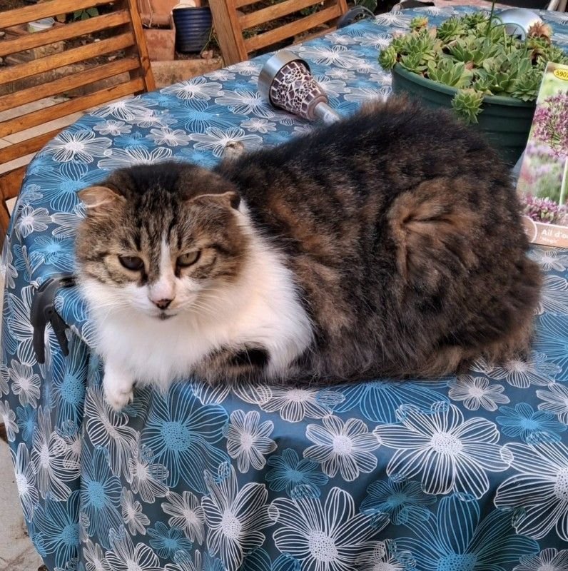 Yuki