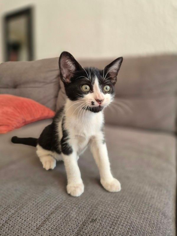 Moustache